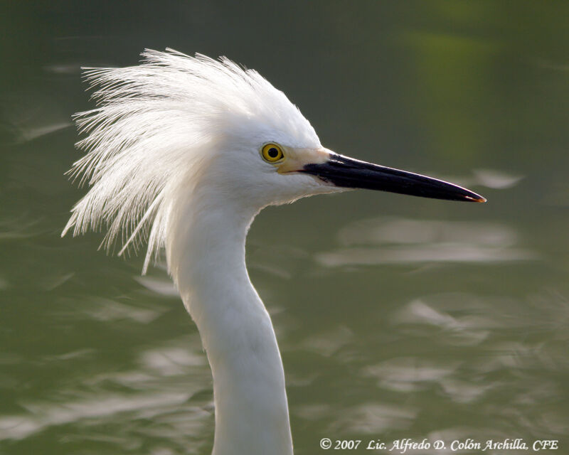 Aigrette neigeuse