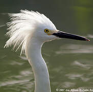 Aigrette neigeuse