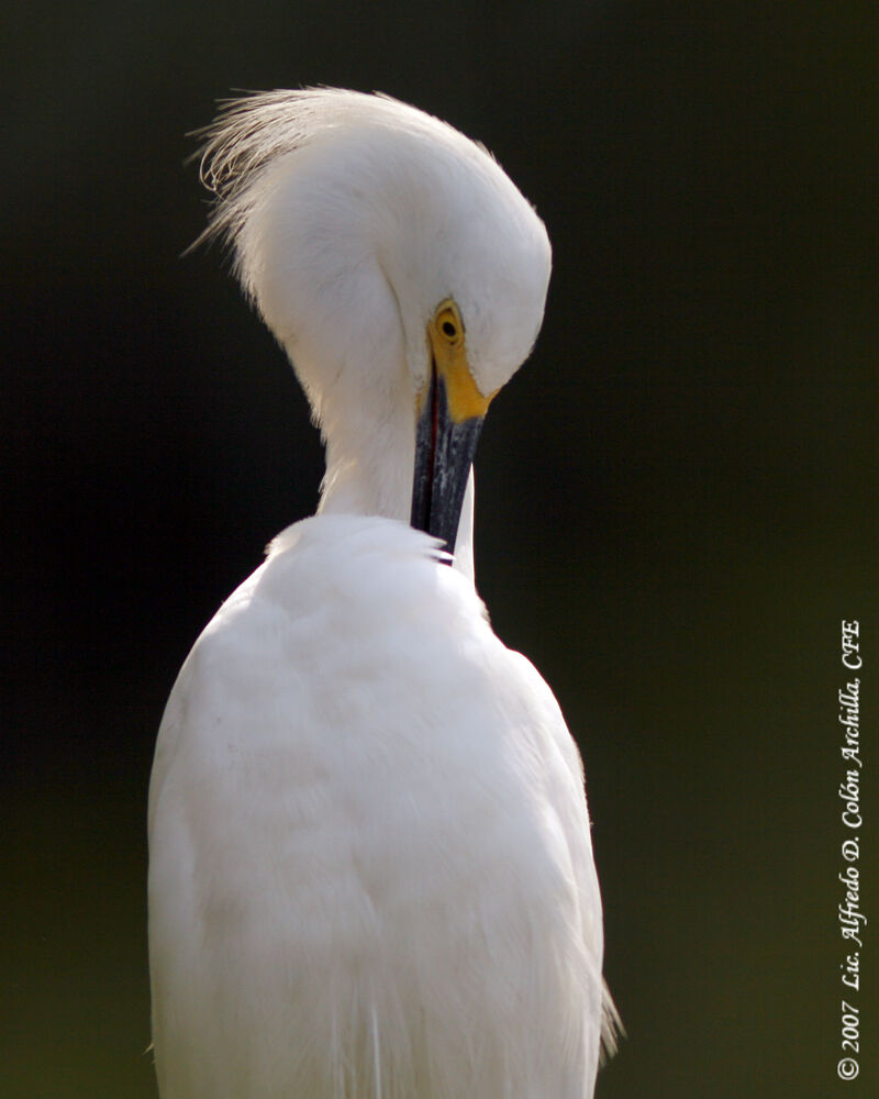 Snowy Egret