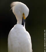 Snowy Egret