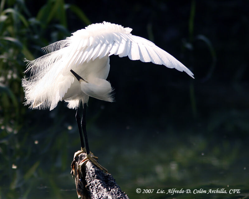 Snowy Egret