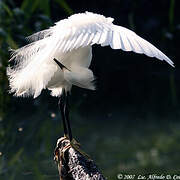 Snowy Egret