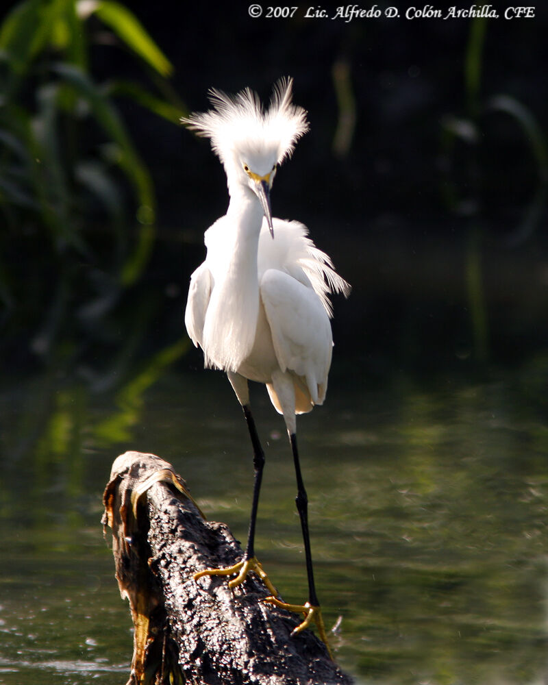 Snowy Egret