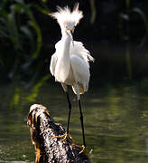 Snowy Egret