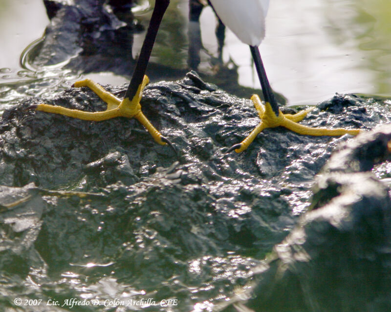 Aigrette neigeuse