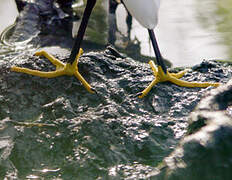 Snowy Egret