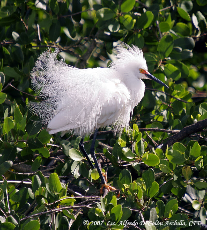 Snowy Egret