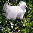 Aigrette neigeuse