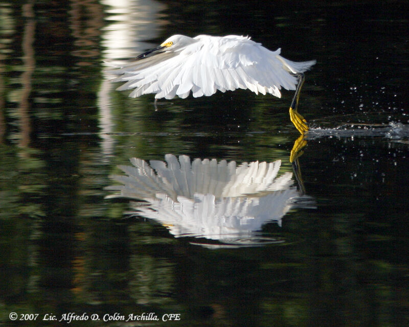 Snowy Egret