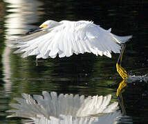 Aigrette neigeuse