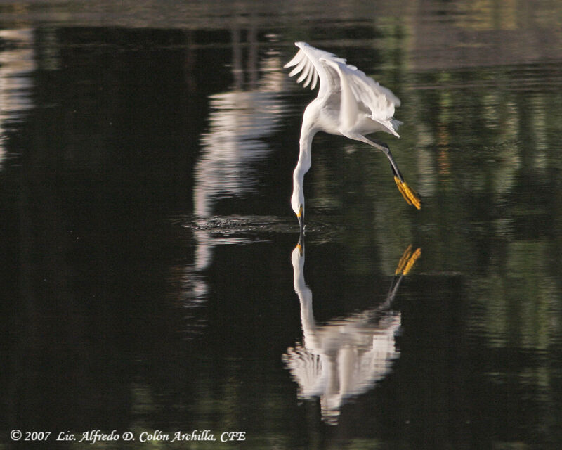 Snowy Egret