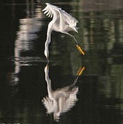 Aigrette neigeuse