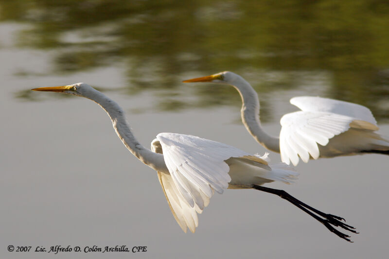 Aigrette neigeuse