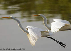 Snowy Egret