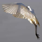 Snowy Egret