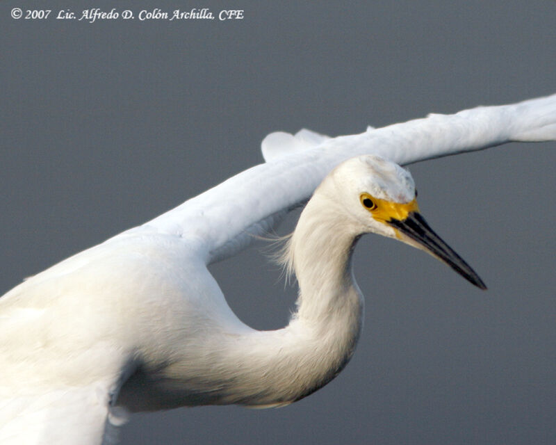 Aigrette neigeuse