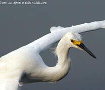 Aigrette neigeuse