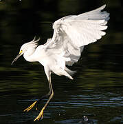 Aigrette neigeuse