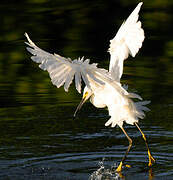 Snowy Egret