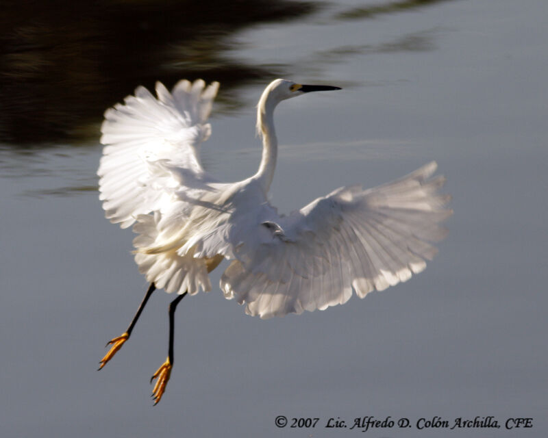 Aigrette neigeuse