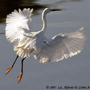 Snowy Egret