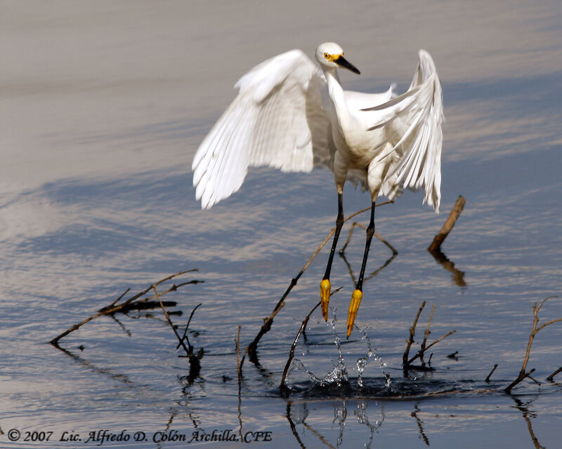 Snowy Egret