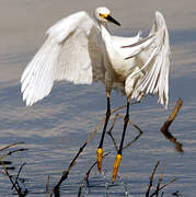 Aigrette neigeuse