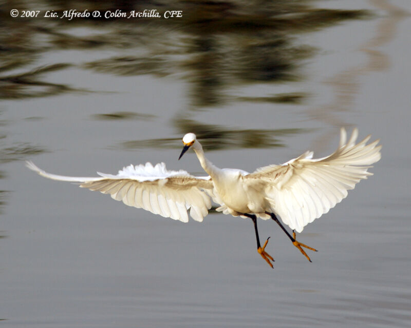 Snowy Egret