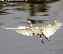 Aigrette neigeuse