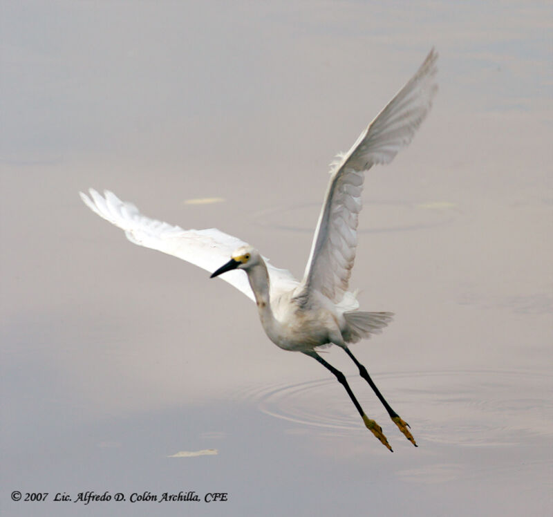 Aigrette neigeuse