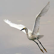 Aigrette neigeuse