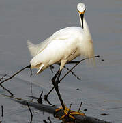 Aigrette neigeuse