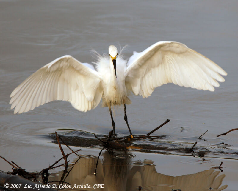 Snowy Egret