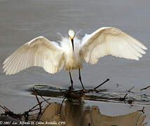 Snowy Egret