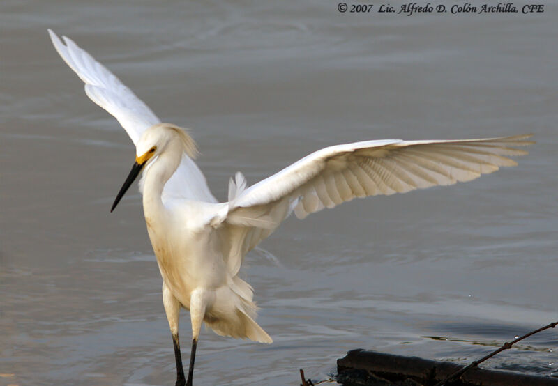 Snowy Egret