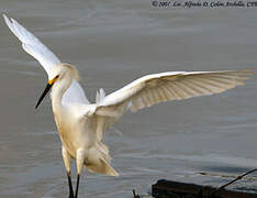 Aigrette neigeuse