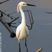 Aigrette neigeuse