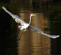 Aigrette neigeuse