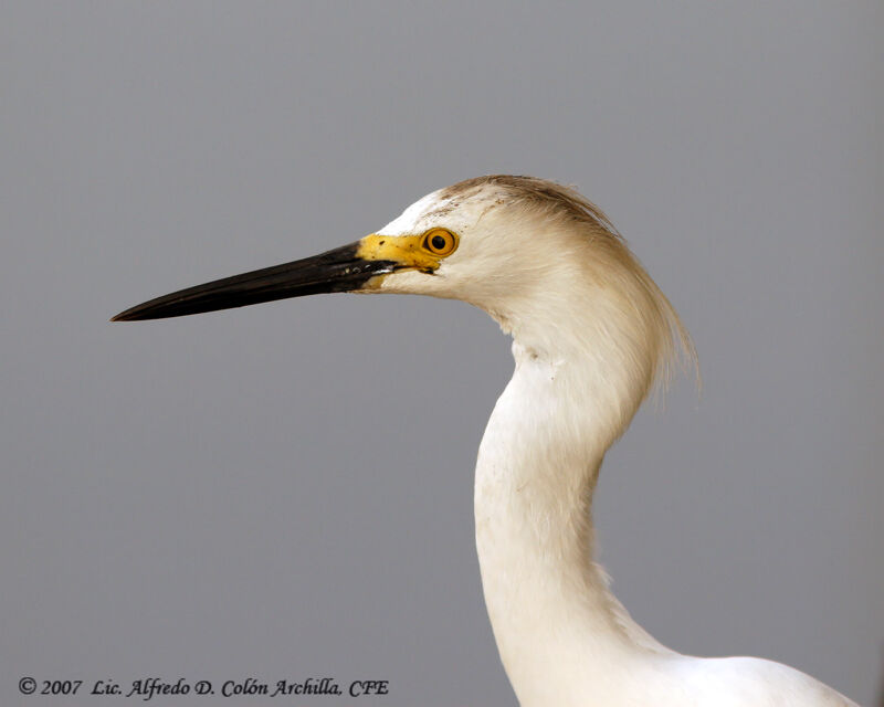 Aigrette neigeuse