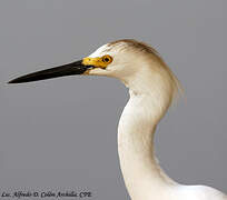 Snowy Egret