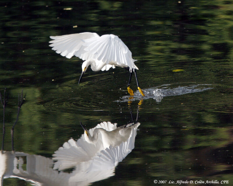 Snowy Egret