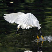 Aigrette neigeuse