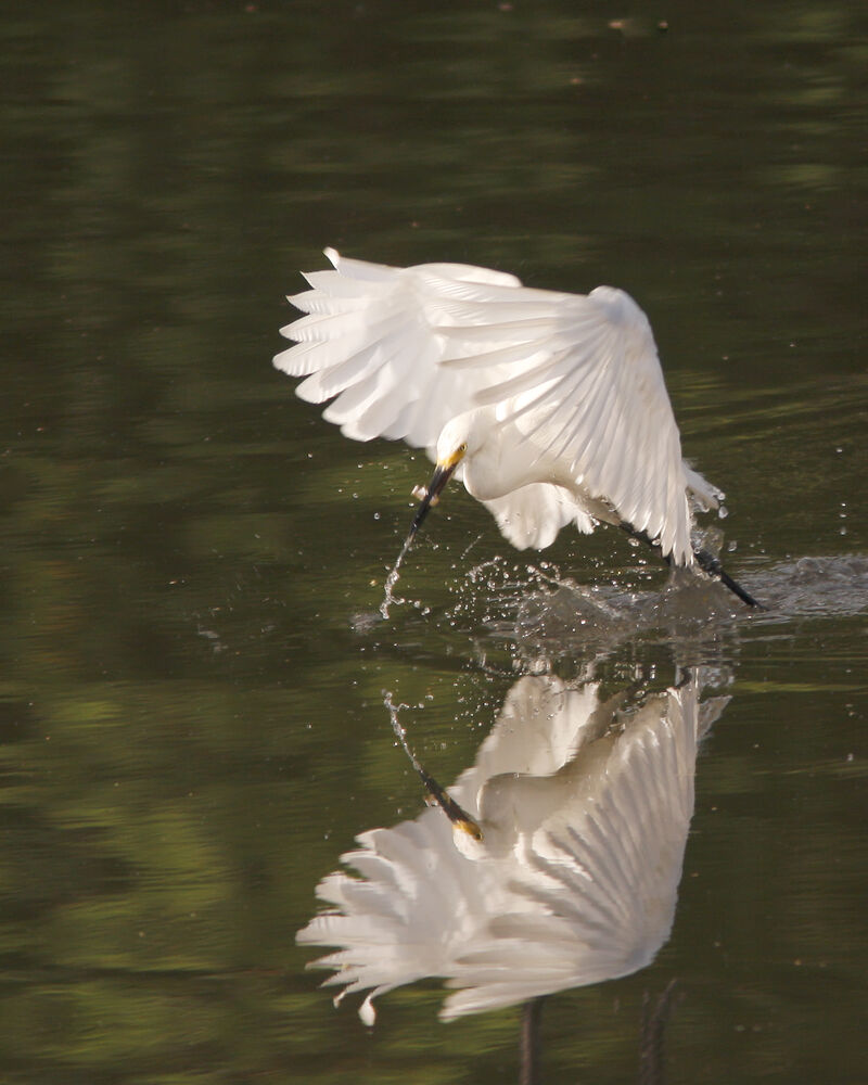 Snowy Egret