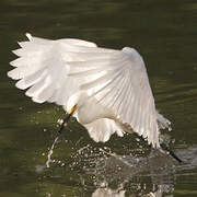 Aigrette neigeuse