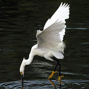 Snowy Egret