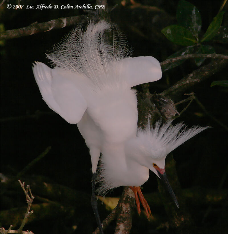 Aigrette neigeuse