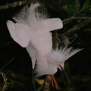 Aigrette neigeuse