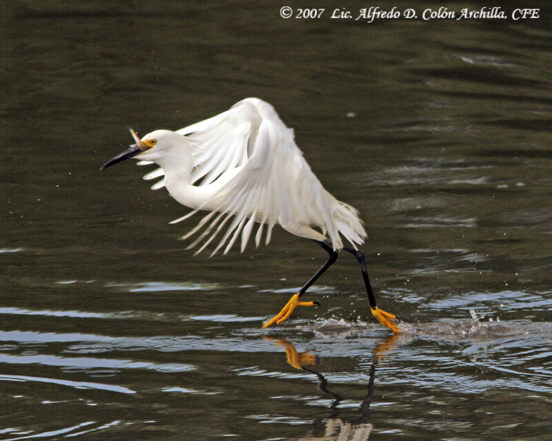 Aigrette neigeuse