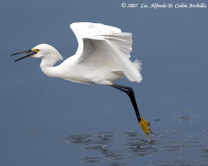 Snowy Egret