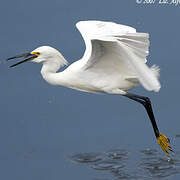 Aigrette neigeuse